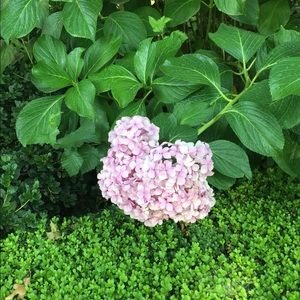 Meet your Posher, Shari