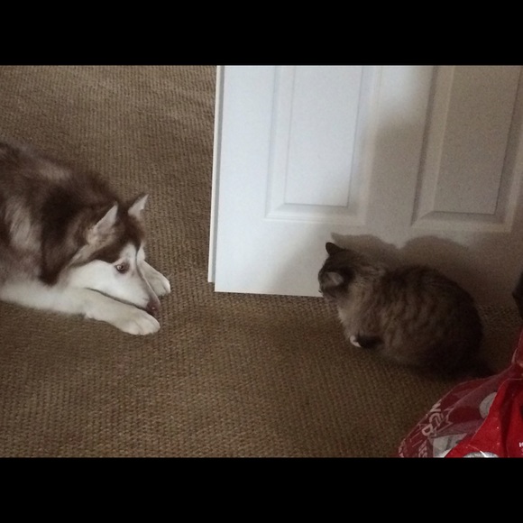 Meet your Posher, Stephanie - Picture 4 of 4