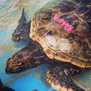 Meet your Posher, Kiana