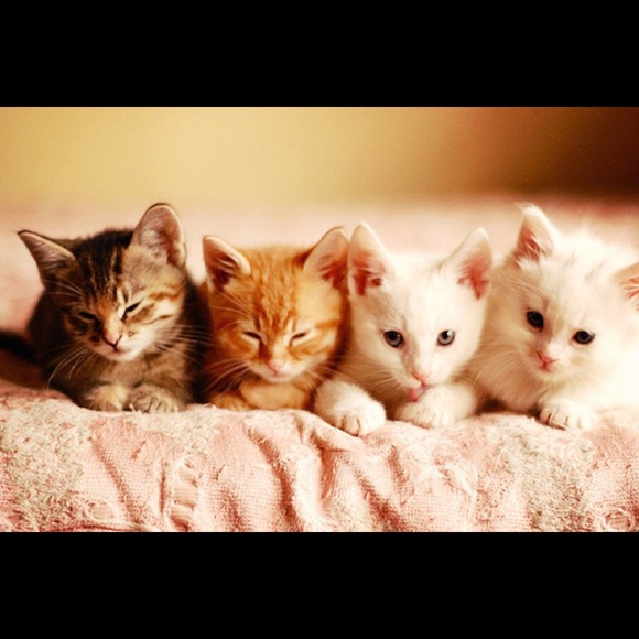 Meet your Posher, Damien