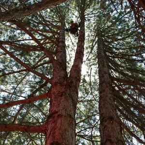 Meet your Posher, Bowdie