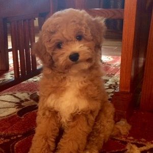 Meet your Posher, Michelle