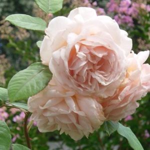 Meet your Posher, Caiya