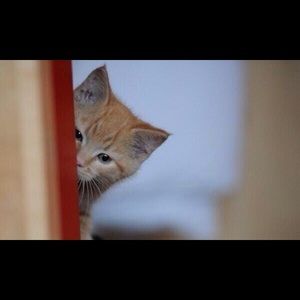 Meet your Posher, Lina