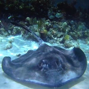 Meet your Posher, Sofia