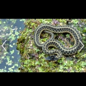 Meet your Posher, Shauna