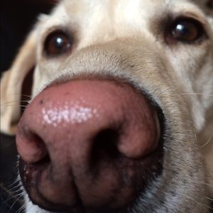 Meet your Posher, Lindsay