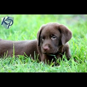 Meet your Posher, Shannon