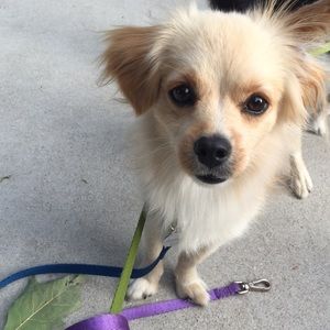 Meet your Posher, Anne-Marie