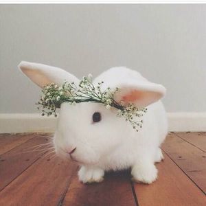 Meet your Posher, Vivian