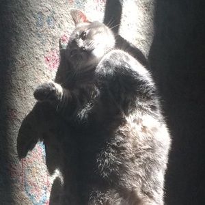 Meet your Posher, Alexa