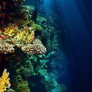 Meet your Posher, Edward