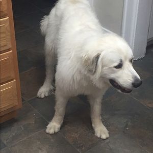 Meet your Posher, Spencer