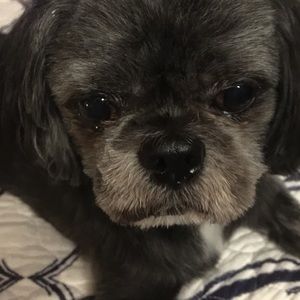 Meet your Posher, Dawn