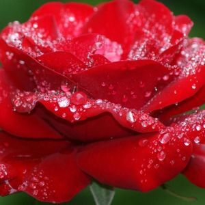 Meet your Posher, Sonya