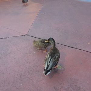 Meet your Posher, Derrick