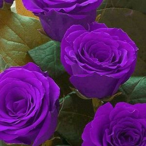 Meet your Posher, Tanaya