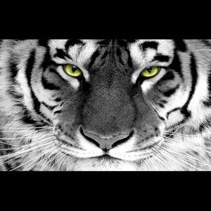 Meet your Posher, Steeve