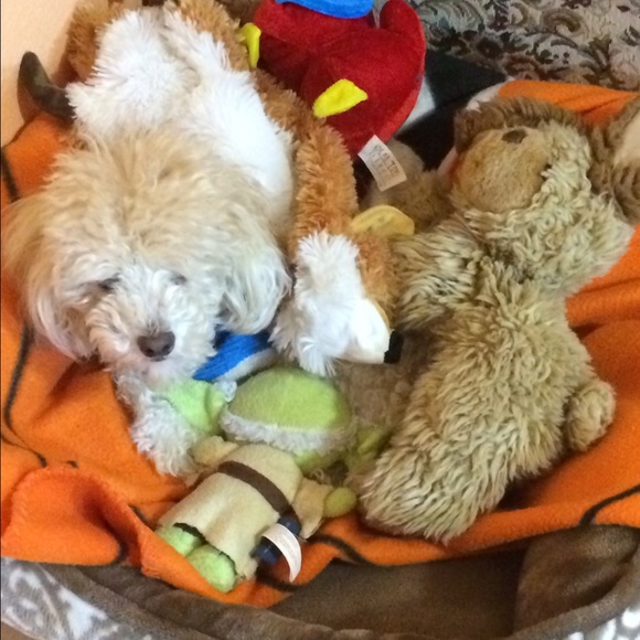 Meet your Posher, Jasmine - Picture 4 of 4