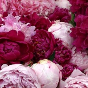 Meet your Posher, Jillian