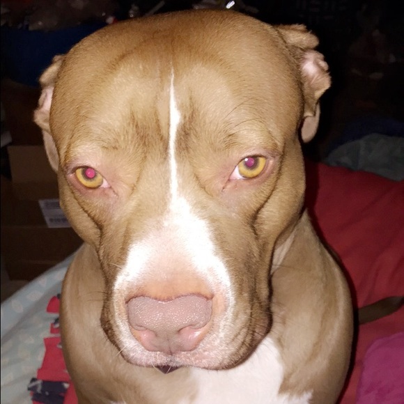 Meet your Posher, Tina - Picture 4 of 4