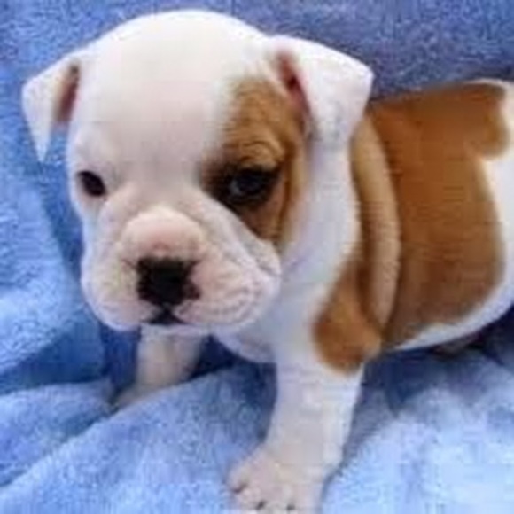 Meet your Posher, Frances