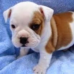 Meet your Posher, Frances