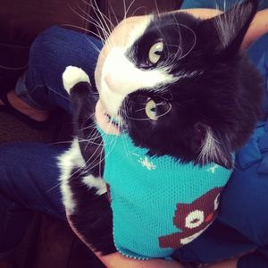 Po, my tiny 20 pound baby boy🙀😹😹😹