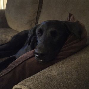 Meet your Posher, Rachel