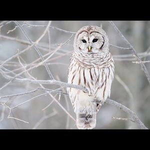 Meet your Posher, Dawnann