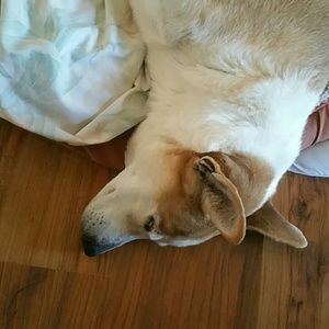 Meet your Posher, Max