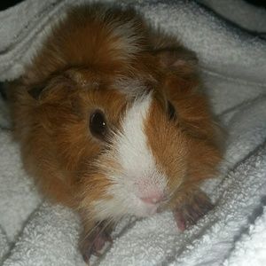 Meet your Posher, Marisol