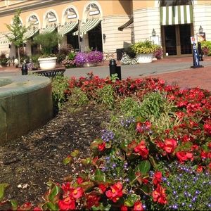 Meet your Posher, Tovah