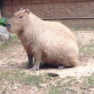 Meet your Posher, Clove