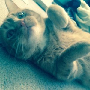 Meet your Posher, Kelsey