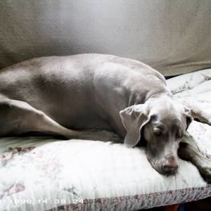 Meet your Posher, Rita