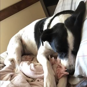 Meet your Posher, Molly