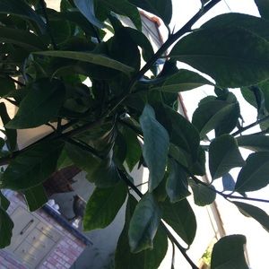 Meet your Posher, Harper