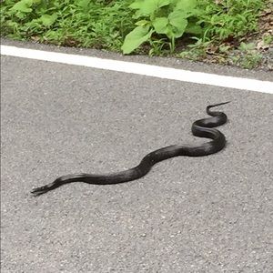 Meet your Posher, Sam