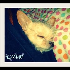 Meet your Posher, Autumn