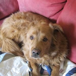 Meet your Posher, Bonnell