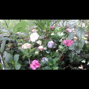 Meet your Posher, Janice