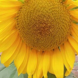 Meet your Posher, Mollie