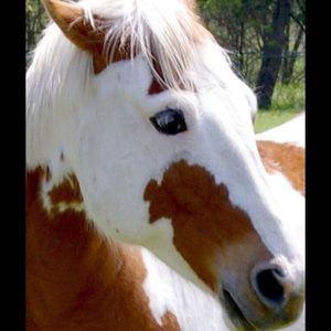 Meet your Posher, Paige