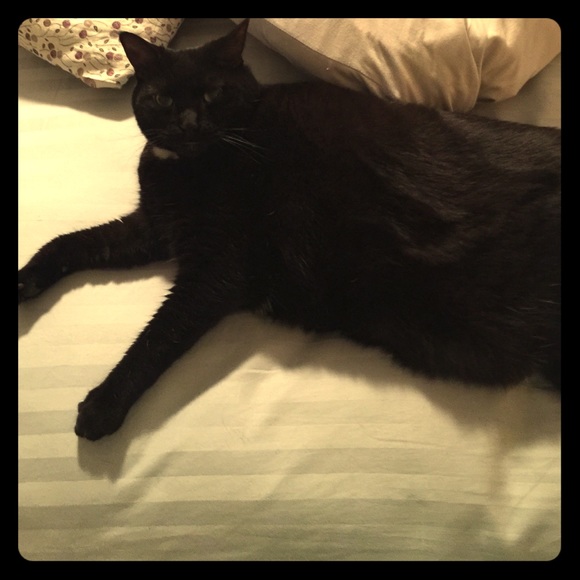 🐈😇Meet Your Seller!! 🌸🐾 - Picture 2 of 4