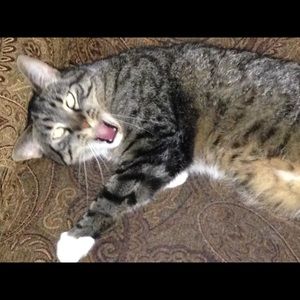 Meet your Posher, Sandy