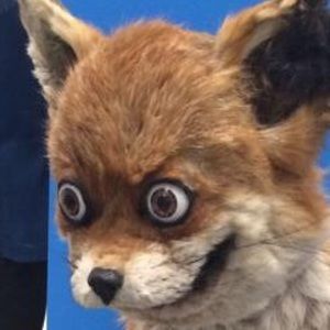 Meet your Posher, Anita