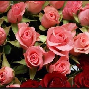 Meet your Posher, Beverly