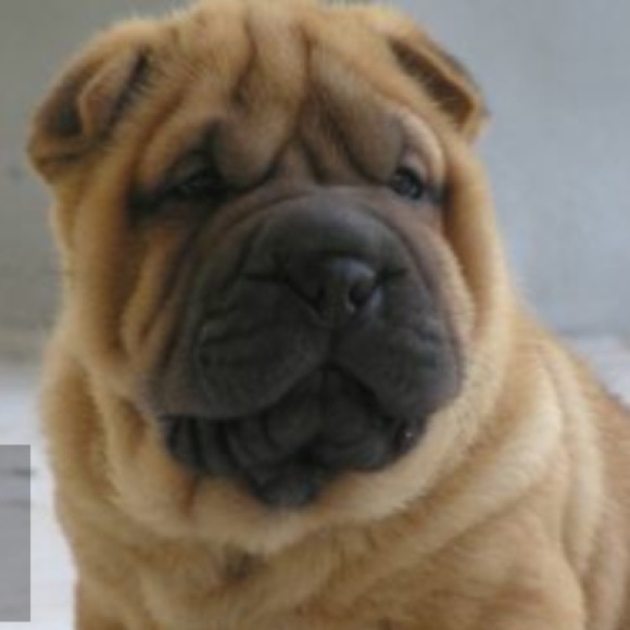 Meet your Posher, Em - Picture 1 of 1