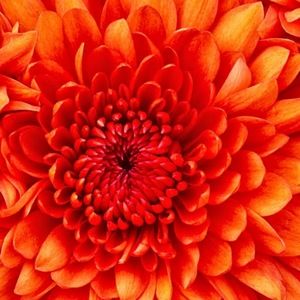 Meet your Posher, Lakisha